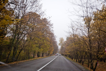 Fototapeta premium Autumn landscape with road and beautiful colored trees . Road in the autumnal forest . View of road with oak trees alley at autumn .