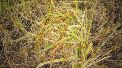 Bunch of mature paddy grain ready to be harvested in vintage background