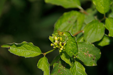 grüngelbe Farbwanze