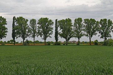 Baum-Reihe