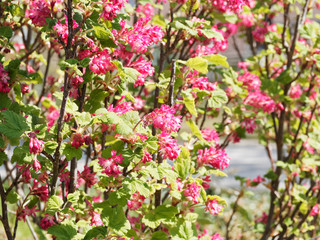 Blut-Johannisbeere (Ribes sanguineum). Rote Blume, dekorativer und pflegeleichter Frühlingsblüher für den Ziergarten