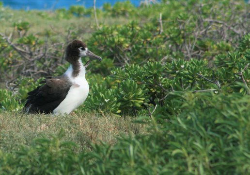 Baby Albatross, Kaena Point, Oahu, Hawaii, July 2017