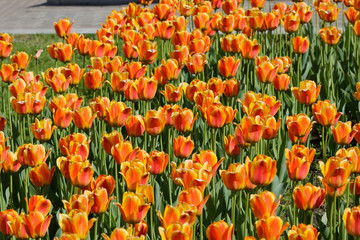 Field with orange tulips in spring in may in the city Park