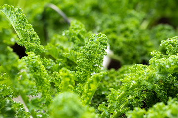 Fresh green leaves of Kale. Green vegetable leaves plant