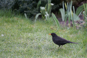 common blackbird (Turdus merula) on the lawn