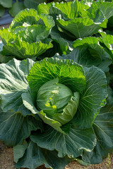 Fototapeta premium Fresh cabbage from farm field, cabbage in the garden