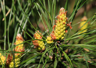 Green pine branches with long needles and young cones in spring in may