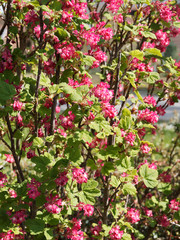 (Ribes sanguineum) Blut-Johannisbeere mit langen rosa bis rotfarben blütentraube und grünes...