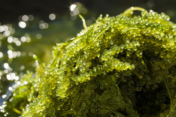 Sea grapes ( green caviar ) seaweed, Healthy food