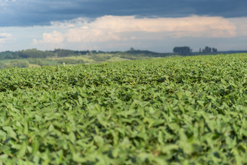 Fototapeta na wymiar Rural landscape and cumulonimbus cloud in soybean production area