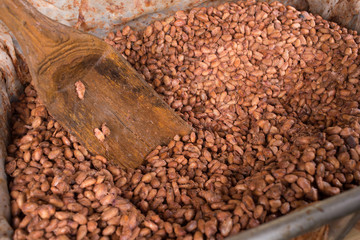 Fermented and fresh cocoa-beans lying in the wooden box