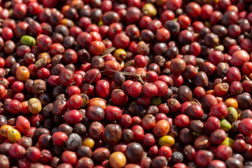 Fresh Arabica Red Coffee beans berries and Drying Process