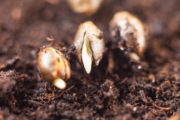 cannabis seedlings for growing in soil
