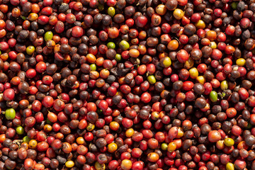 Fresh Arabica Red Coffee beans berries and Drying Process