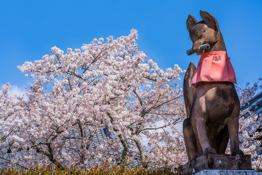 京都 伏見稲荷の春の風景 桜とキツネ 日本
