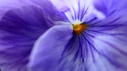 purple flower macro background or wallpaper