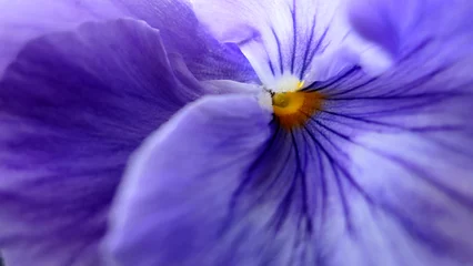 Zelfklevend Fotobehang purple flower macro background or wallpaper © jacek