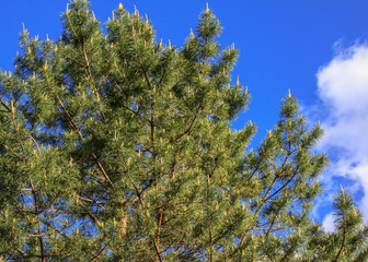Green pine branches with long needles and young cones against the blue sky in spring in may