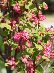 Obraz na płótnie Canvas Blut-Johannisbeere (Ribes sanguineum). Rote Blume, dekorativer und pflegeleichter Frühlingsblüher für den Ziergarten