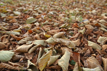 Background of colorful autumn leaves on forest floor . Abstract autumn leaves in autumn suitable as background . Autumn leaves on a meadow . Yellow leaves on the floor .