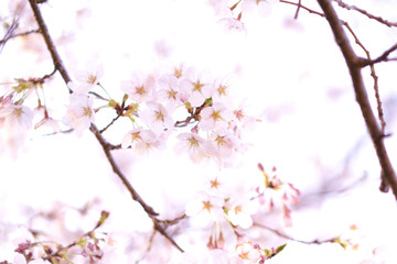 桜咲く