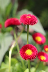 bellis stokrotka