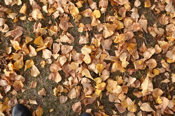 Background of colorful autumn leaves on forest floor . Abstract autumn leaves in autumn suitable as background . Autumn leaves on a meadow . Yellow leaves on the floor .