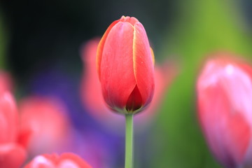 チューリップ畑 (赤)