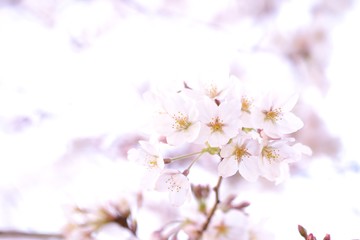 Fototapeta na wymiar 桜　