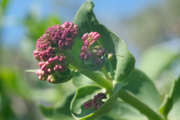 Red valerian flowers, medicinal herb. Spontaneous edible plant.