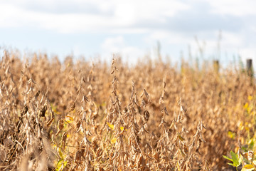 Soybean crop in the final stage of maturation ready for harvesting grains