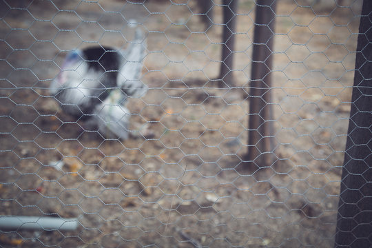 Gorgeous turkey white isolated on background. Portrait of farming bird turkey