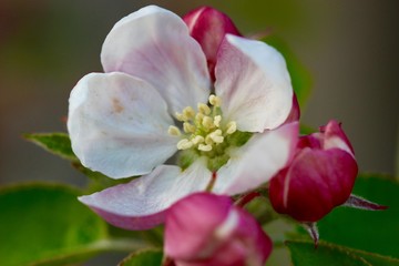 apple tree blossom