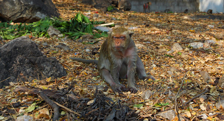 Funny wild monkey portrait, Phetchaburi Thailand.
