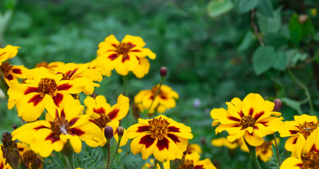 Flower Coreopsis on background green sheet