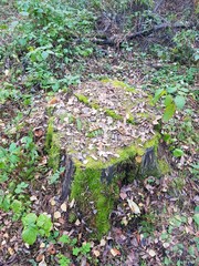 a stump completely covered with green moss in the forest