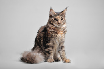 Purebred beautiful kitten on a gray background