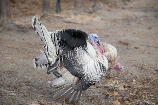 Gorgeous turkey white isolated on background. Portrait of farming bird turkey