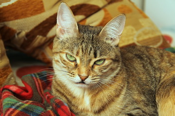 Cute fluffy cat with green eyes lies on a soft blanket on a couch.