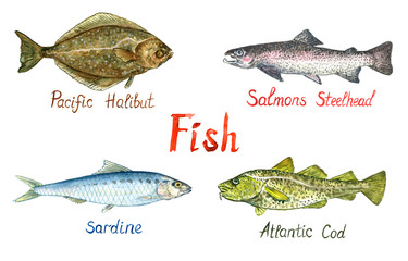Fish collection, Pacific Halibut (Hippoglossus stenolepis), Salmon steelhead, Sardine, Atlantic Cod (Gadus morhua, codling),  hand painted watercolor illustration design element with inscription
