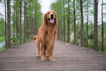 Golden retriever on wooden board outdoors