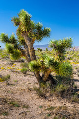 Southwest Usa Parks (Joshua Tree National Park) is located in southeastern California.