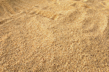 Paddy seeds in phetchaburi ,Thailand 