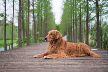 Obraz premium Golden retriever lying on a wooden board outdoors