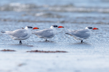 Caspian Tern in New Zealand