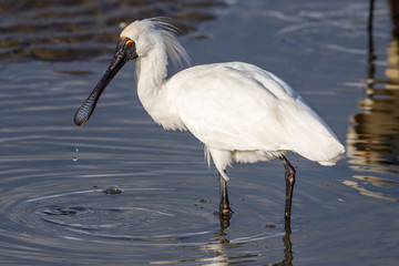 Royal Spoonbill in New Zealand