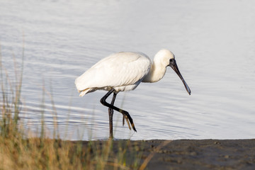 Royal Spoonbill in New Zealand