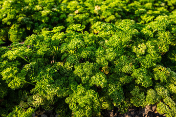 close up of parsley