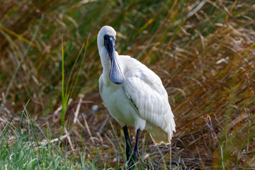 Royal Spoonbill in New Zealand