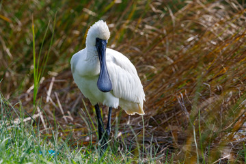 Royal Spoonbill in New Zealand